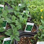 Get a head start on your garden with herbs and vegetable packs.