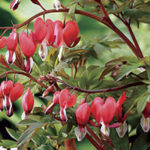 We offer a selection of perennial ornamental plants.