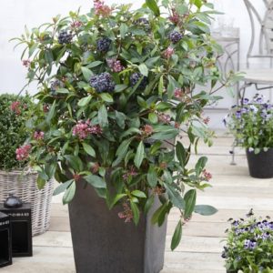 Fuschia BluTini