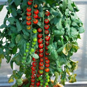Rapunzel Tomato