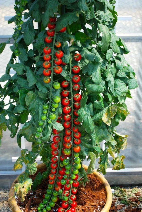 Rapunzel Tomato