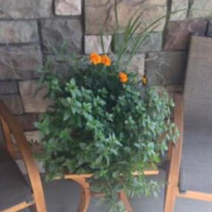 Mosquito Pots