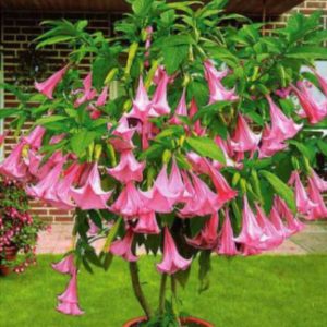Brugmansia