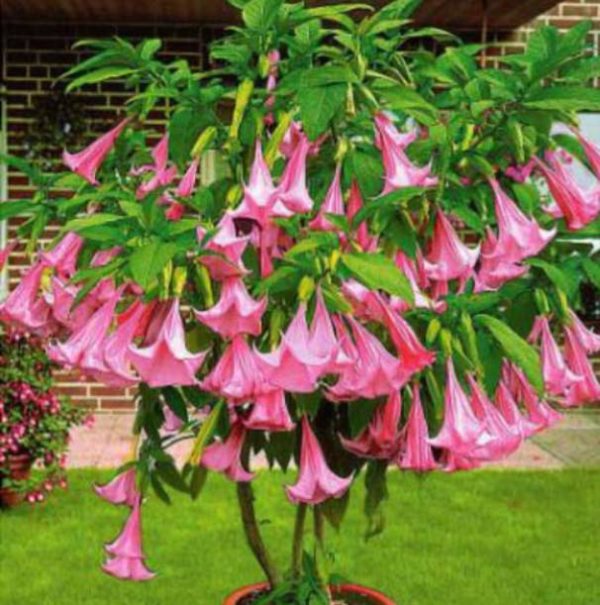 Brugmansia