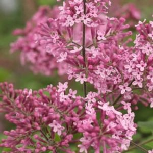 Bloomerang Lilac