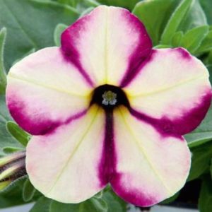 Headliner Banana Cherry Swirl Petunia