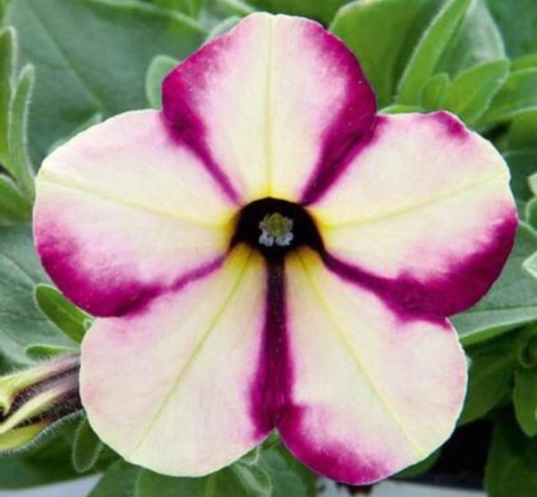 Headliner Banana Cherry Swirl Petunia