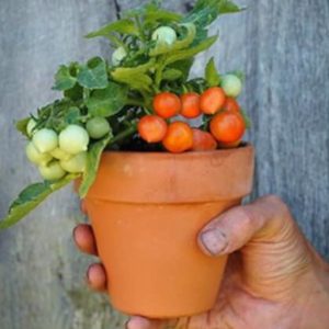 Micro Tom Tomato