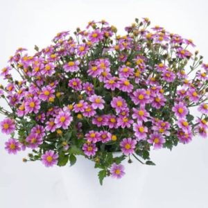 Pretty in Pink Bidens