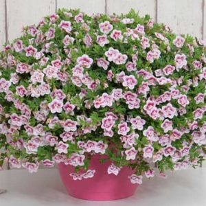 Calibrachoa Mini Famous Pinktastic
