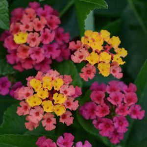 Lantana Bloomify Rose