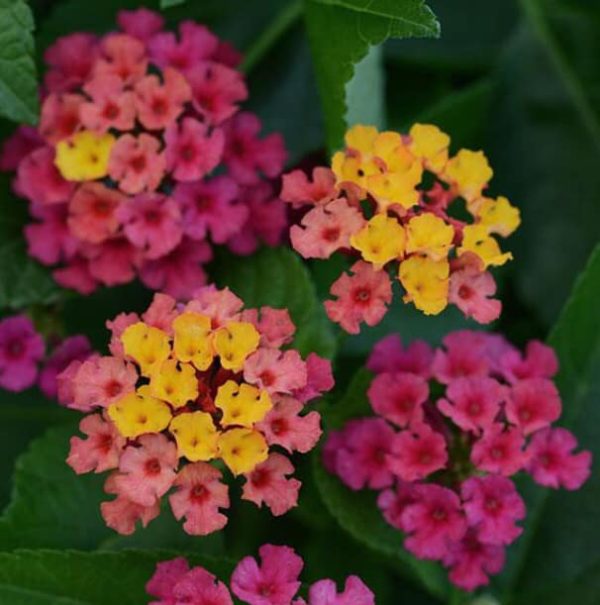 Lantana Bloomify Rose