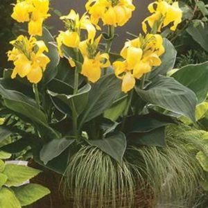 Canna Connova Yellow