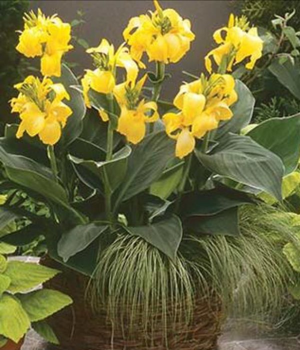 Canna Connova Yellow