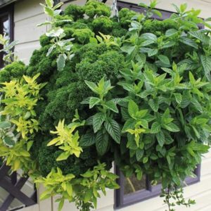 Chef's Choice Hanging Herb Basket