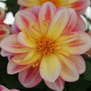 Dalaya Shari Dahlia