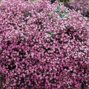 Soapwort