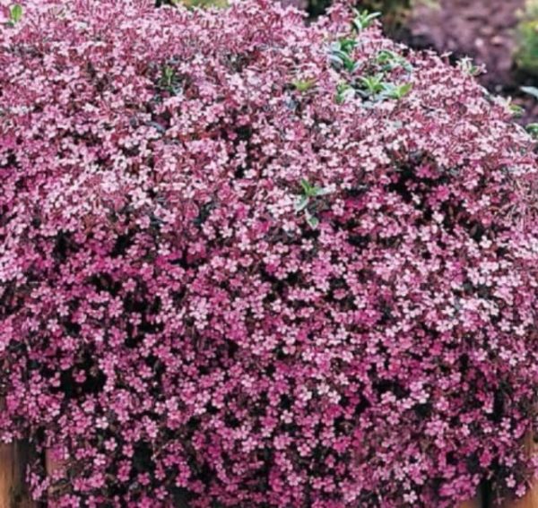 Soapwort