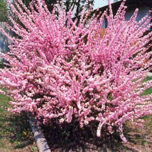 Double Flowering Plum
