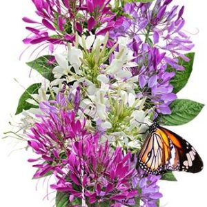 Cleome