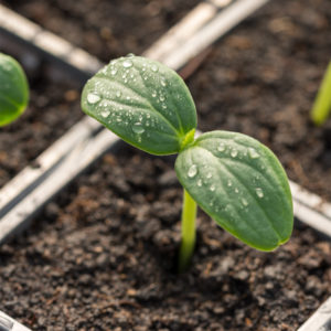 Vegetable 6 Pack - DOLLAR DEAL