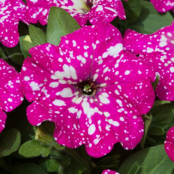 Starry Sky Petunias - Image 2