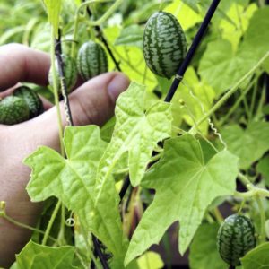 Cucumelons