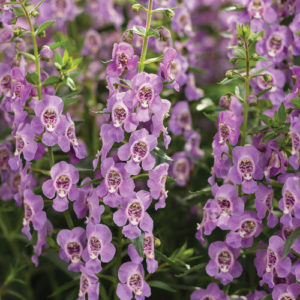 Angelface (Angelonia)