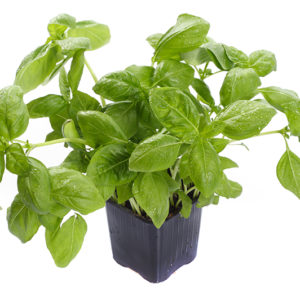 Herbs