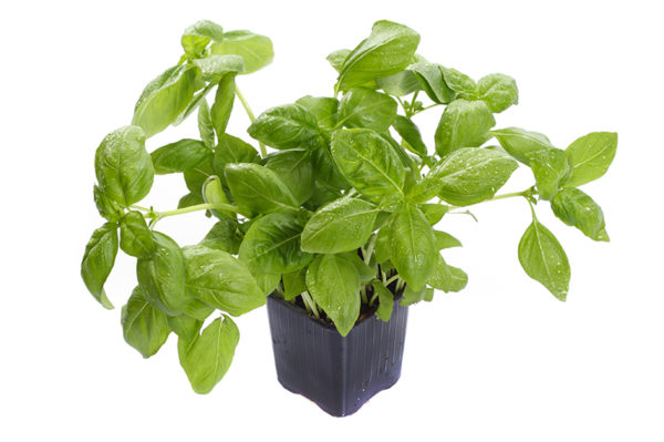 Herbs