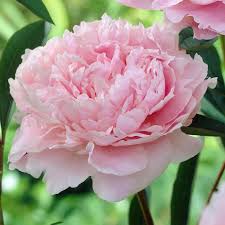 Peonies