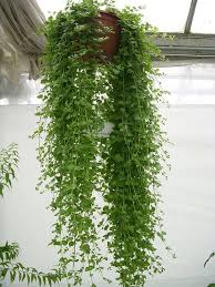 Indian Mint