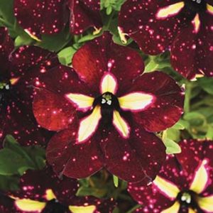 Starry Sky Petunias