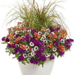 Mixed Baskets
