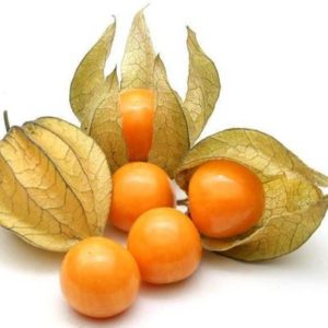Aunt Molly's Ground Cherry