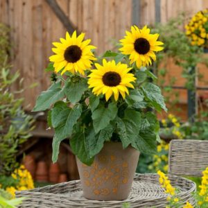 Sun Buzz Sunflowers