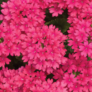 Superbena Verbena