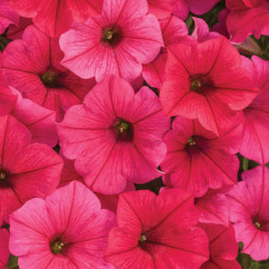 Supertunia Vista