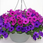 12-inch-Hanging-Basket-Petunia-Easy-Waves-2 - Copy