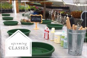 Pots'n'Pansies Greenhouses & Garden Center photo 5