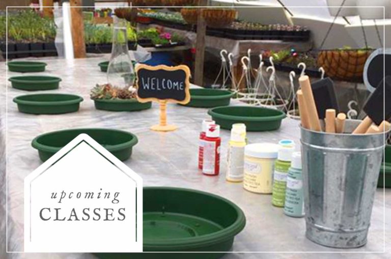 Pots'n'Pansies Greenhouses & Garden Center photo 6